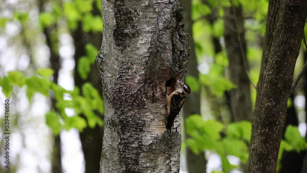 The hairy woodpecker (Leuconotopicus villosus). Natural scene from Wisconsin state park during nesting. The hairy woodpecker (Leuconotopicus villosus). Natural scene from Wisconsin state park during nesting.