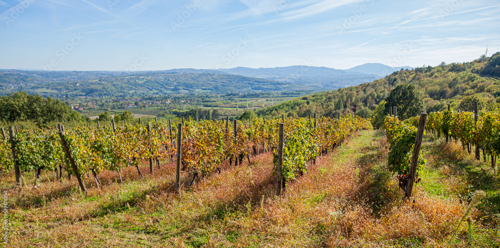 Beautiful view of vineyard landscape on sunny autumn days. Green hills and valleys with blue sky and white clouds. Scenery of plantation of grape vines.