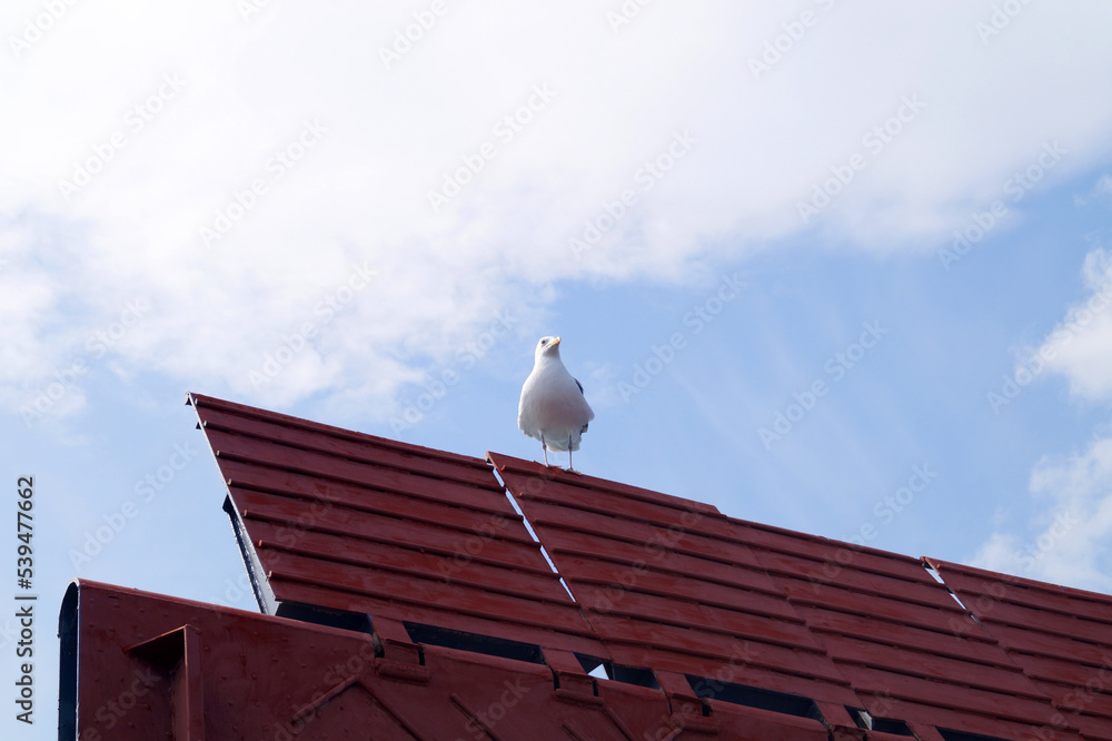 A large seagull sits on the raised bridge of the ferry A large seagull sits on the raised bridge of the ferry