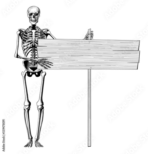 Vintage engraving stylized drawing of Human skeleton full length and full face with a long wood banner isolated on white