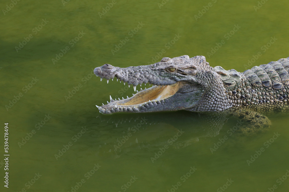 Close up big head crocodile is show head in river - obrazy, fototapety, plakaty 
