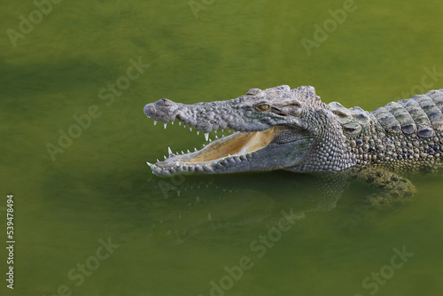 Close up big head crocodile is show head in river