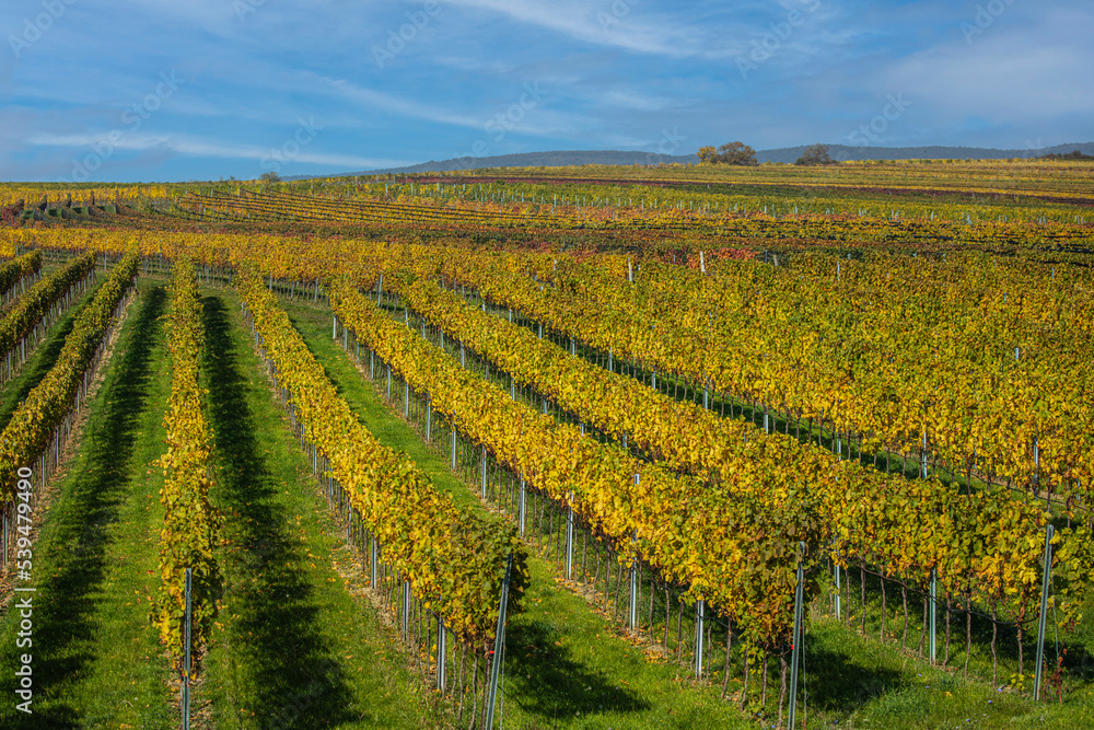 colorful autumn vineyards landscape