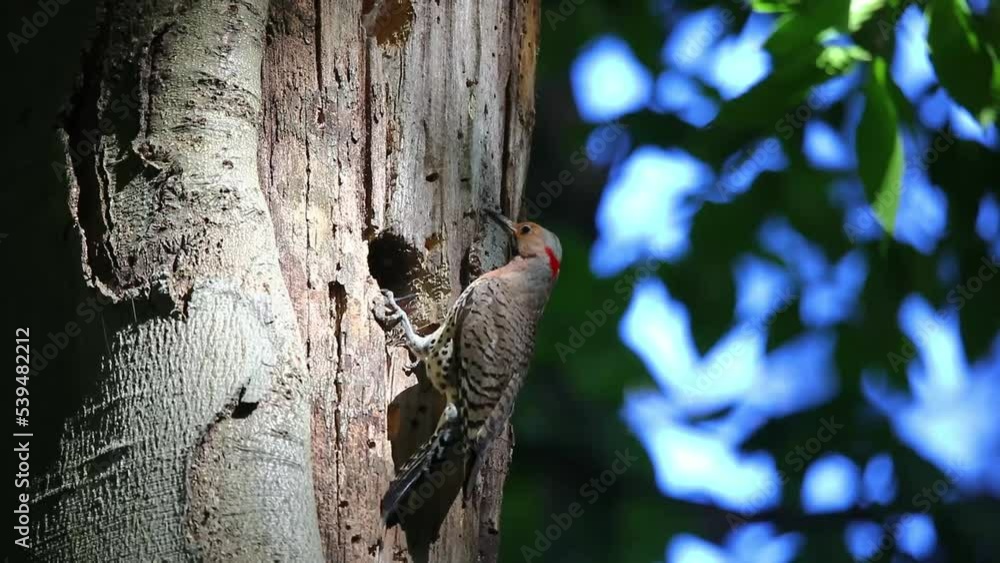 The Northern flicker (Colaptes auratus) nesting in Wisconsin. North American bird. The Northern flicker (Colaptes auratus) nesting in Wisconsin. North American bird.