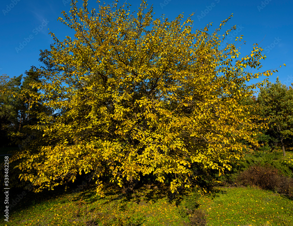 Naklejka premium autumn tree. yellowed leaves on a tree
