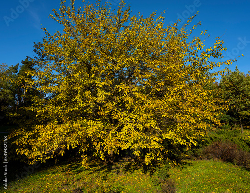 Fototapeta Naklejka Na Ścianę i Meble -  autumn tree. yellowed leaves on a tree