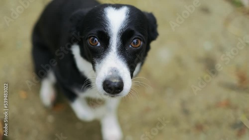 Portrait of a nice dog is afraid and trembling. small breed. Poor lonely dog.