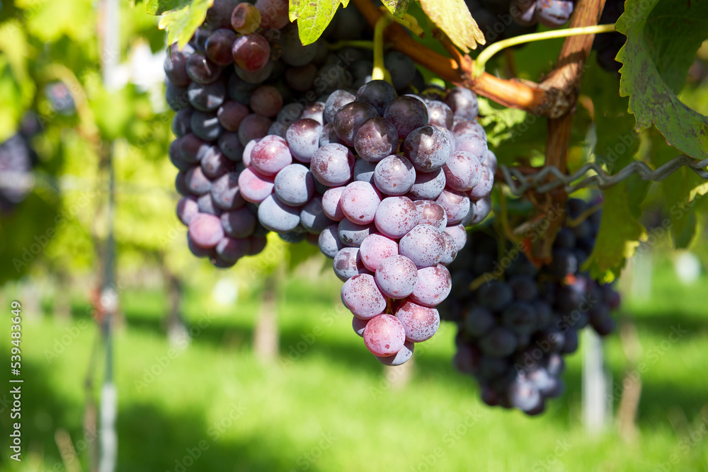 a bunch of purple grapes  in sunset rays on the background of a green vineyard