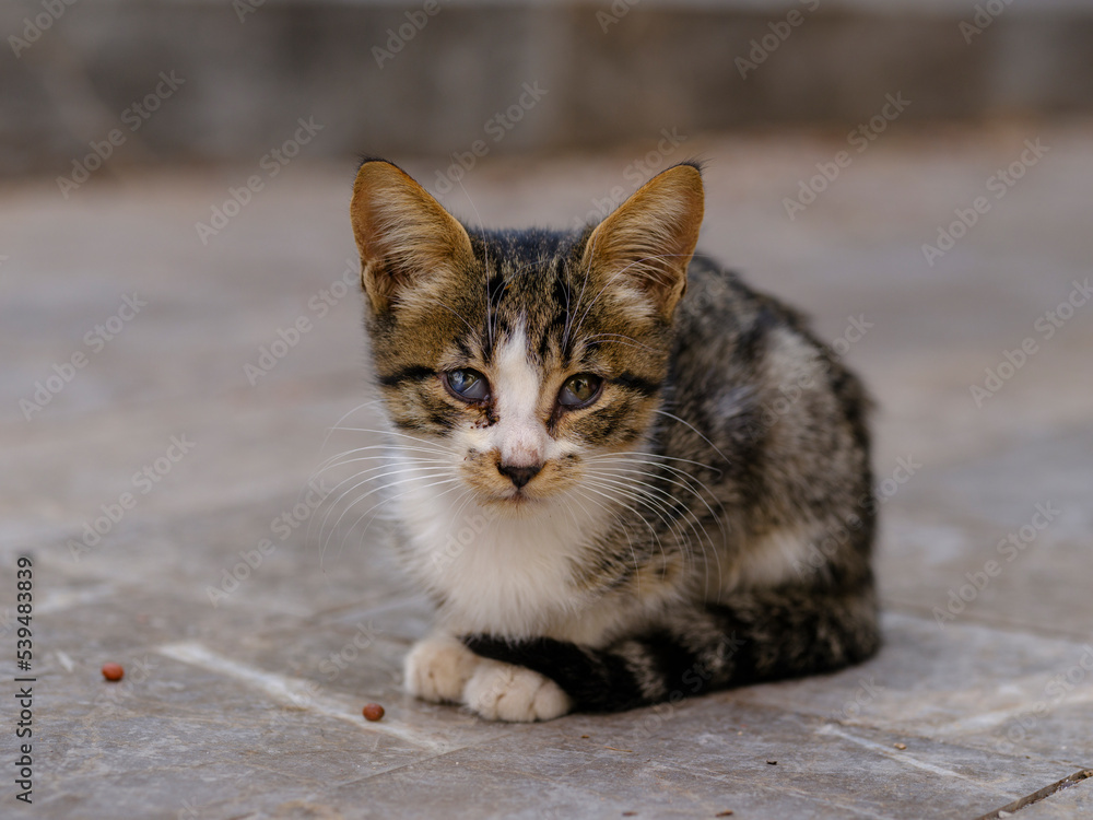 little kitty sitting on the street little kitty sitting on the street