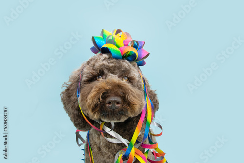 Poodle puppy dog celebrating birthday, carnival or anniversary with a rainblow lgtb ribbon and serpentines. Isolated on blue pastel background photo