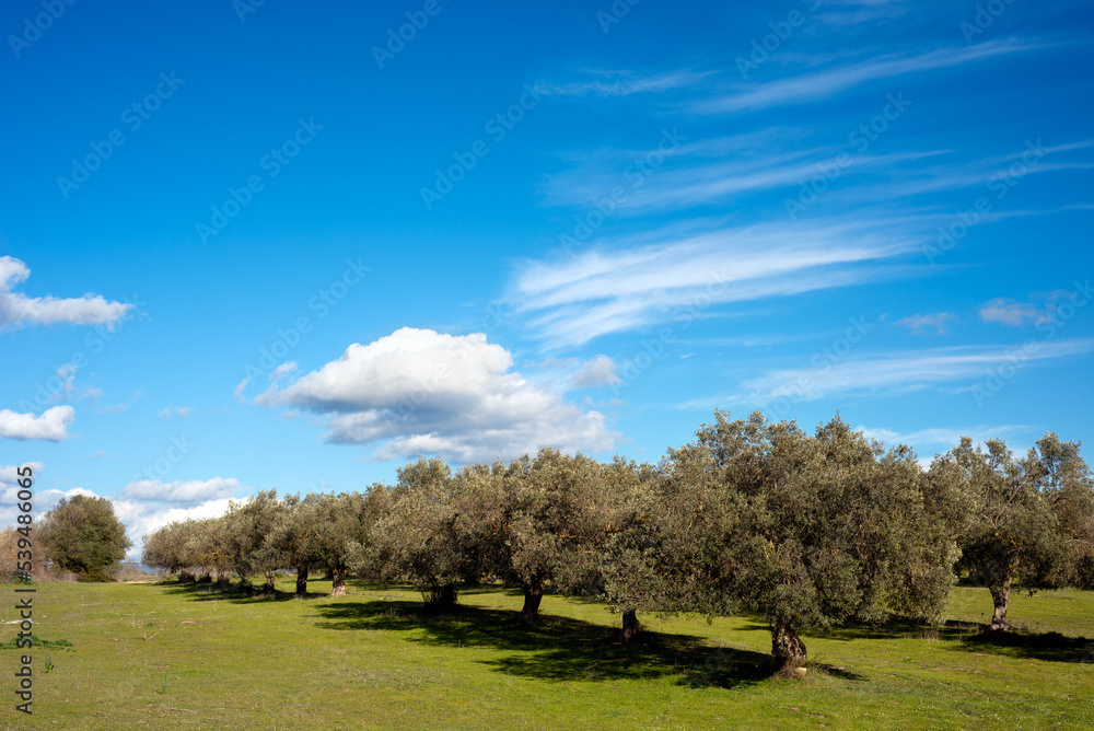Obraz premium Paesaggio con oliveto in primo piano, Italia 