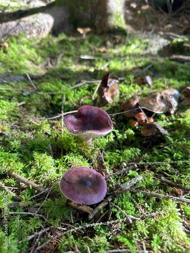 Vertical closeup of Russula turci mushrooms in the forest. photo