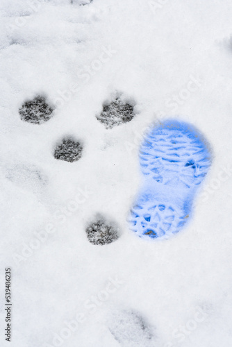 empreinte de chaussure bleue dans la neige à coté de trace de pattes d'animaux par une froide journée d'hiver photo