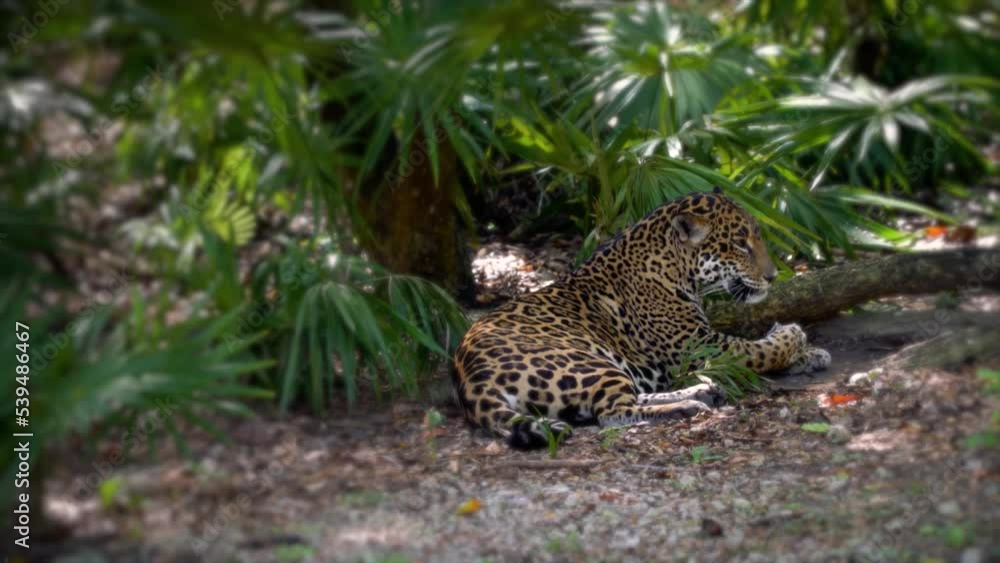 Wild adult tiger lying on ground in nature habitat and looking at camera. Wild adult tiger lying on ground in nature habitat and looking at camera.