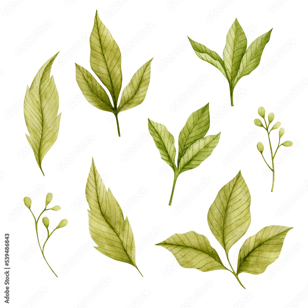 Watercolor illustration of green leaves on a white background.