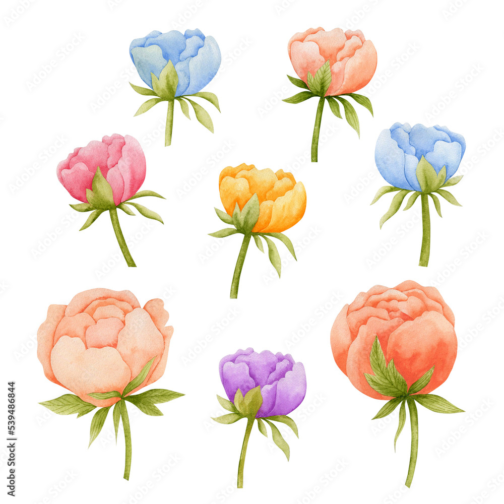 Set of watercolor illustrations of peonies on a white background. Set of watercolor illustrations of peonies on a white background.