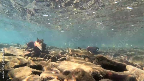 Underwater video of Kokanee salmon in Lake Kussharo in autumn, Hokkaido photo