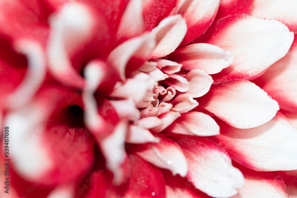 Close up of a Pink and White Dahlia Flower Petals for Background