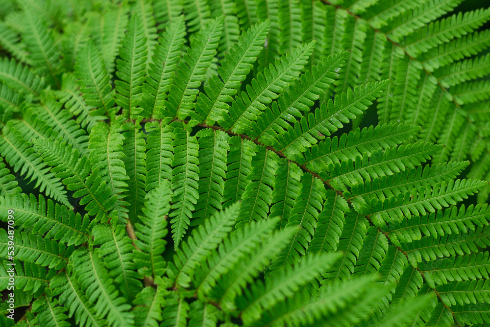 Close up of fern leaves green nature background