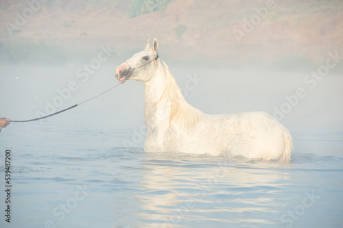 beautiful white Marwari horse swimming in river at early morning around frog . india.