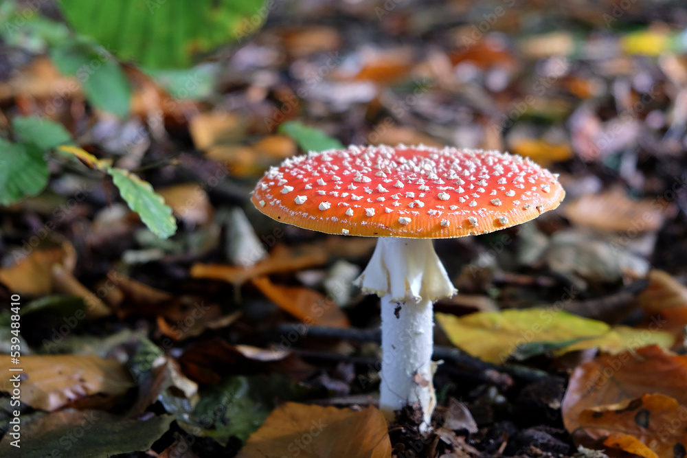 Fly agaric mushrooms in beech woodland, Surrey, UK. Fly agaric mushrooms in beech woodland, Surrey, UK.