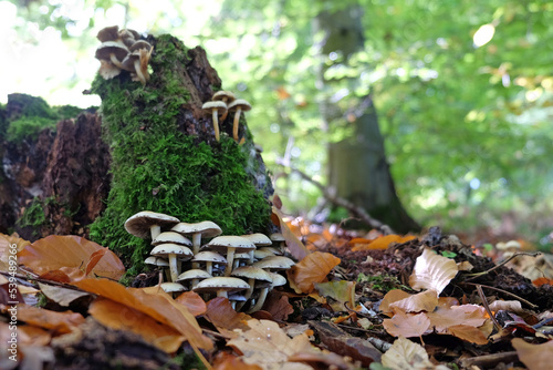 Sulphur Tuft mushrooms in beech woodland  Surrey  UK