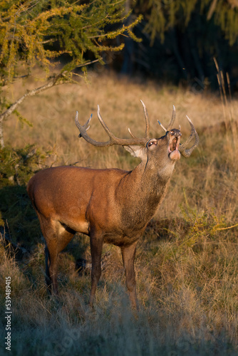 Obraz na płótnie A male Red deer (Cervus elaphus) roars in the first light of day among the larch trees during rutting season, Alps, Italy. w salonie