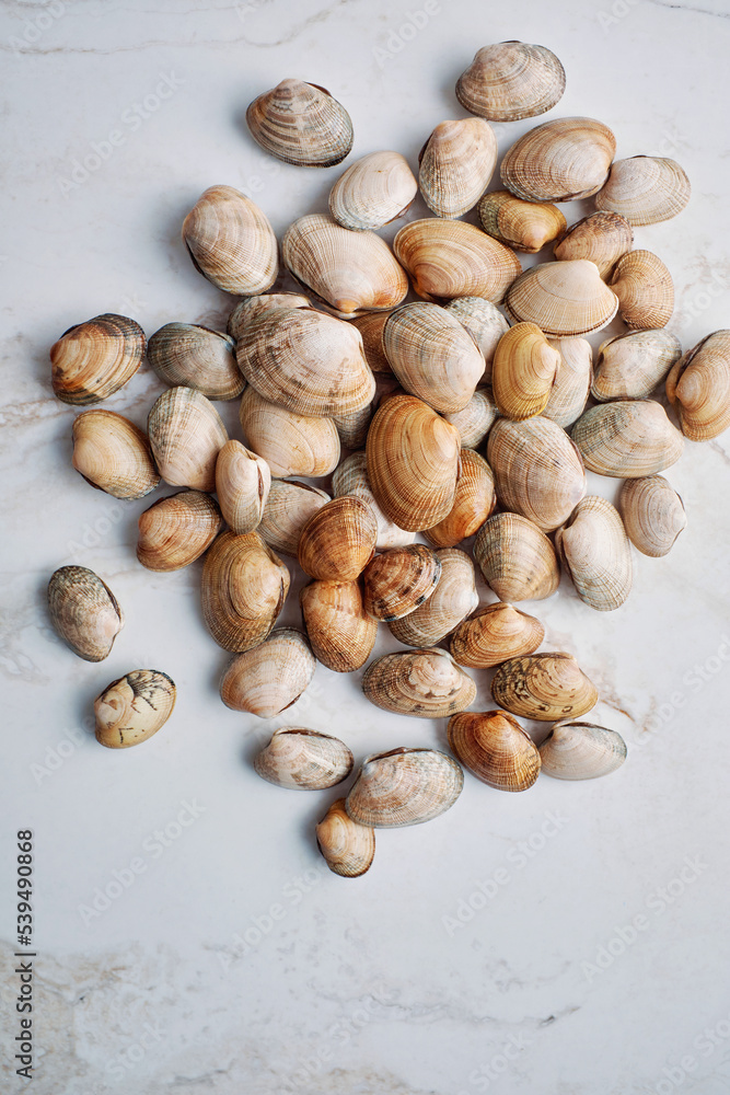 A pile of littleneck clams on display on white marble background A pile of littleneck clams on display on white marble background