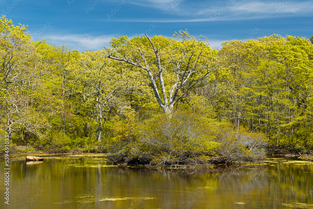 a springtime landscape pond and trees a springtime landscape pond and trees