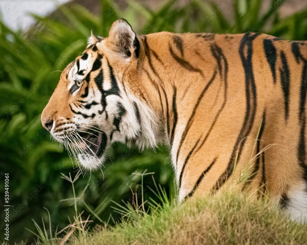Majestic Male Tiger chillin in his habitat Majestic Male Tiger chillin in his habitat