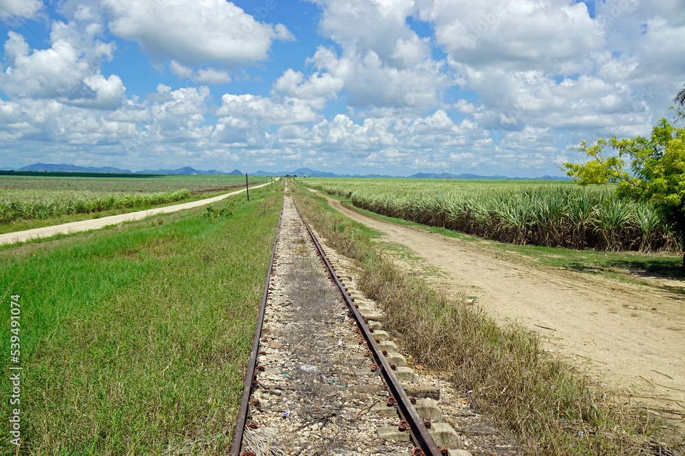 Naklejka premium sugar cane fields in the dominican republic