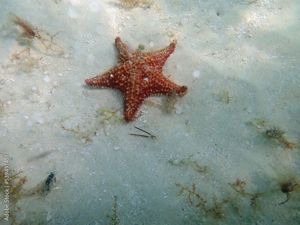 starfish in the waters of the caribbean sea starfish in the waters of the caribbean sea