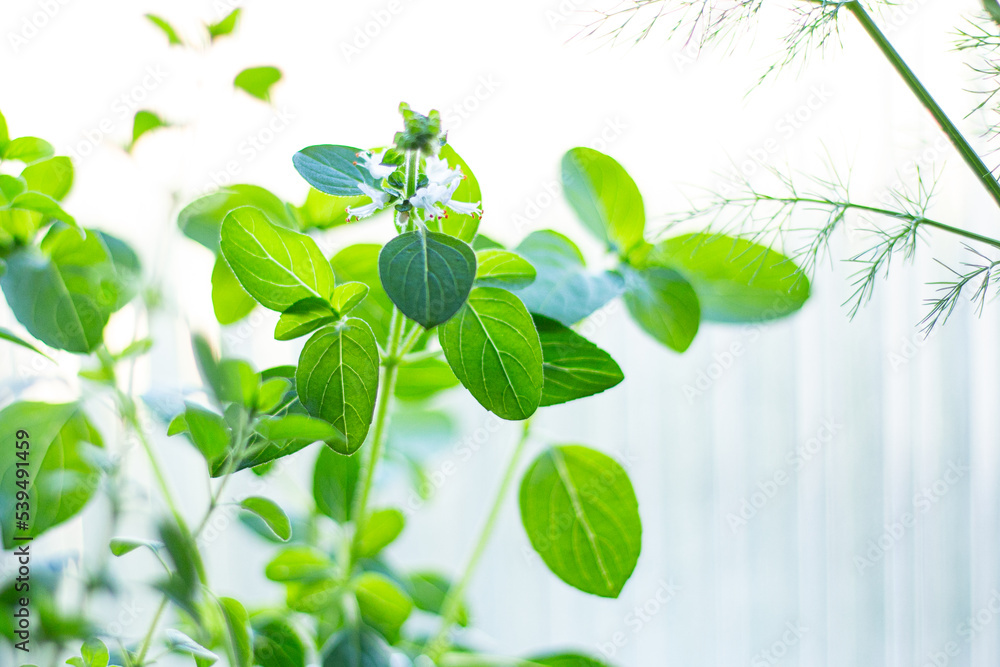 Edible garden in apartment interior. Basil. Gardening concept.