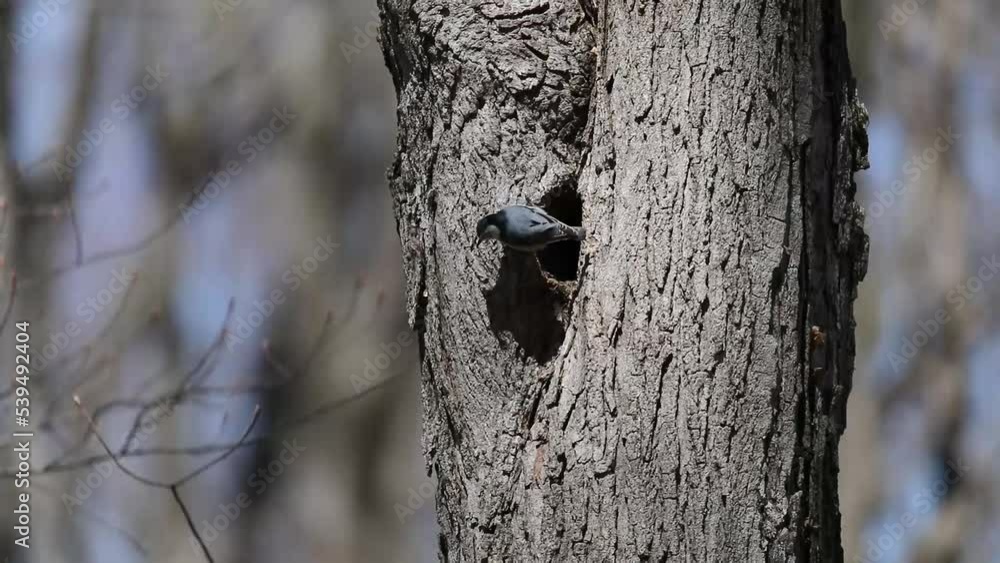 The white-breasted nuthatch (Sitta carolinensis), male at the nesting cavity The white-breasted nuthatch (Sitta carolinensis), male at the nesting cavity