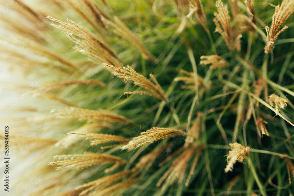 Abstract natural background of soft plants Cortaderia selloana. Pampas grass on a blurry bokeh, Dry reeds boho style. Fluffy stems of tall grass in winter Abstract natural background of soft plants Cortaderia selloana. Pampas grass on a blurry bokeh, Dry reeds boho style. Fluffy stems of tall grass in winter