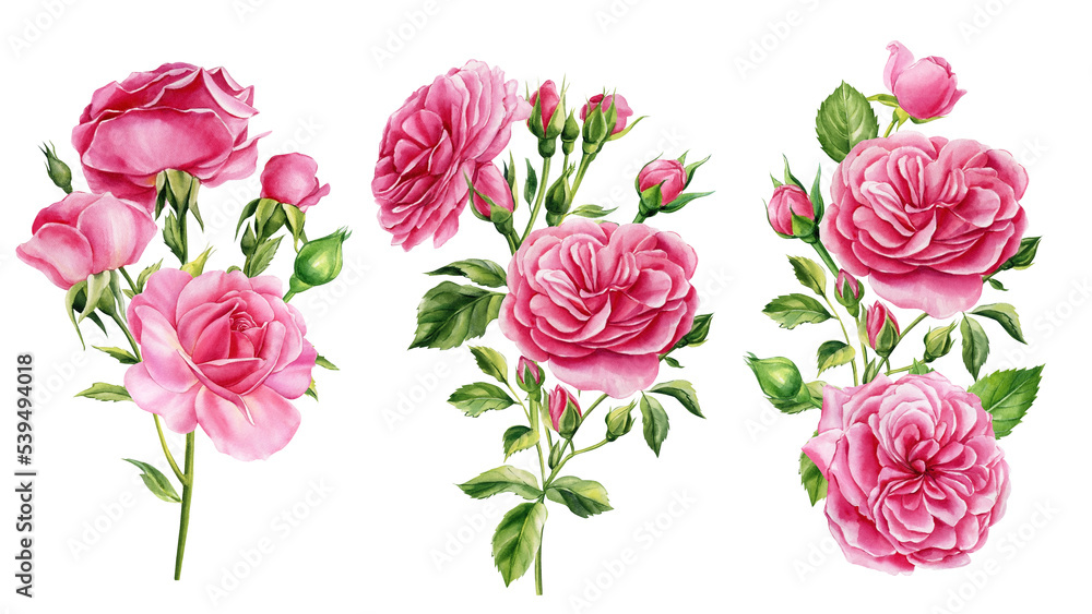 Pink flowers. Roses, buds and leaves on white background, watercolor botanical illustration, floral design Pink flowers. Roses, buds and leaves on white background, watercolor botanical illustration, floral design