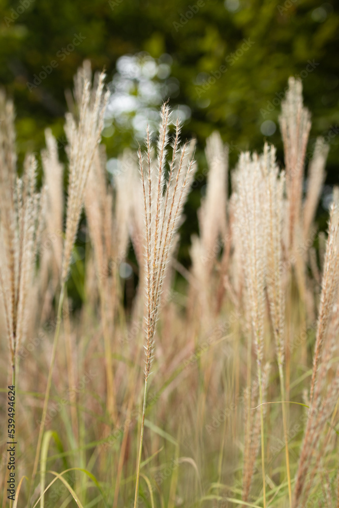 Abstract natural background of soft plants Cortaderia selloana. Pampas grass on a blurry bokeh, Dry reeds boho style. Fluffy stems of tall grass in winter Abstract natural background of soft plants Cortaderia selloana. Pampas grass on a blurry bokeh, Dry reeds boho style. Fluffy stems of tall grass in winter