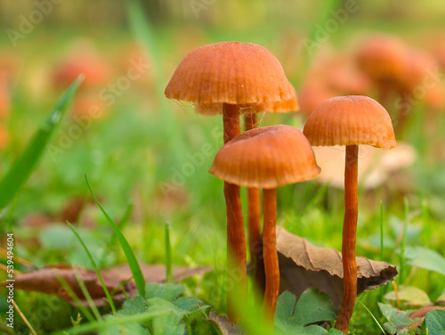 Orange filigree mushrooms on a meadow. Macro view from the habitat. Nature photo. Photo from Brandenburg