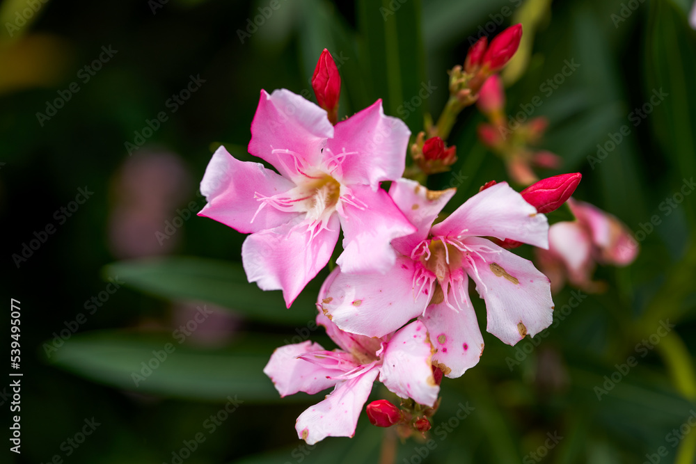 Beautiful blooming oleander flower in the park Beautiful blooming oleander flower in the park
