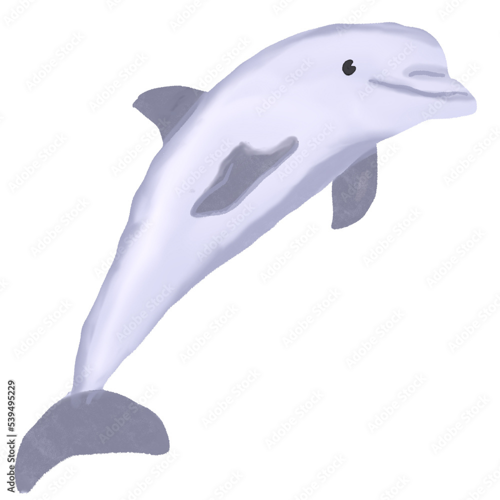 Dolphin Watercolor Sea Animal Illsutration Dolphin Watercolor Sea Animal Illsutration