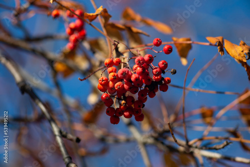 Red bunches of mountain ash