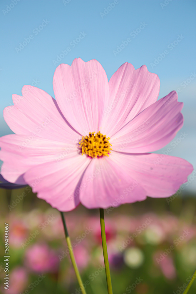 秋桜。凛として。