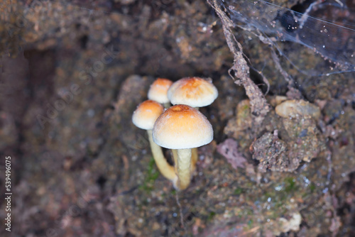 a cluster of wild mushrooms on a forest floor in autumn