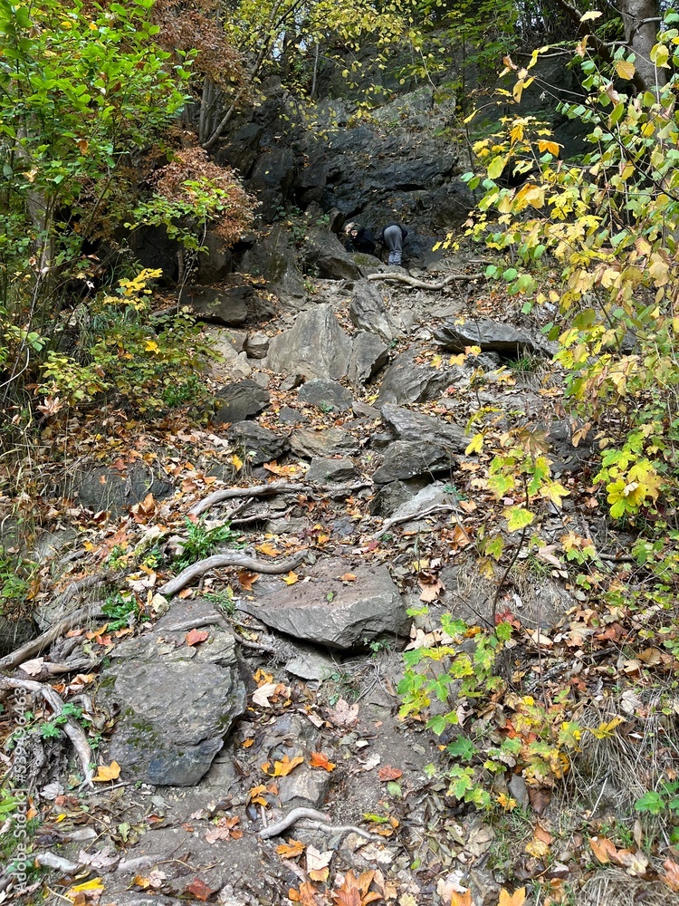 stream in the forest