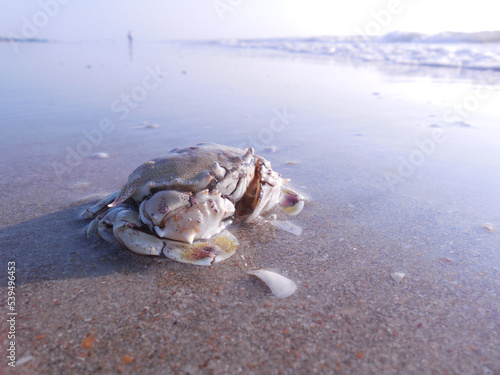A large crab on the beach sand  against the background of the surf waves.