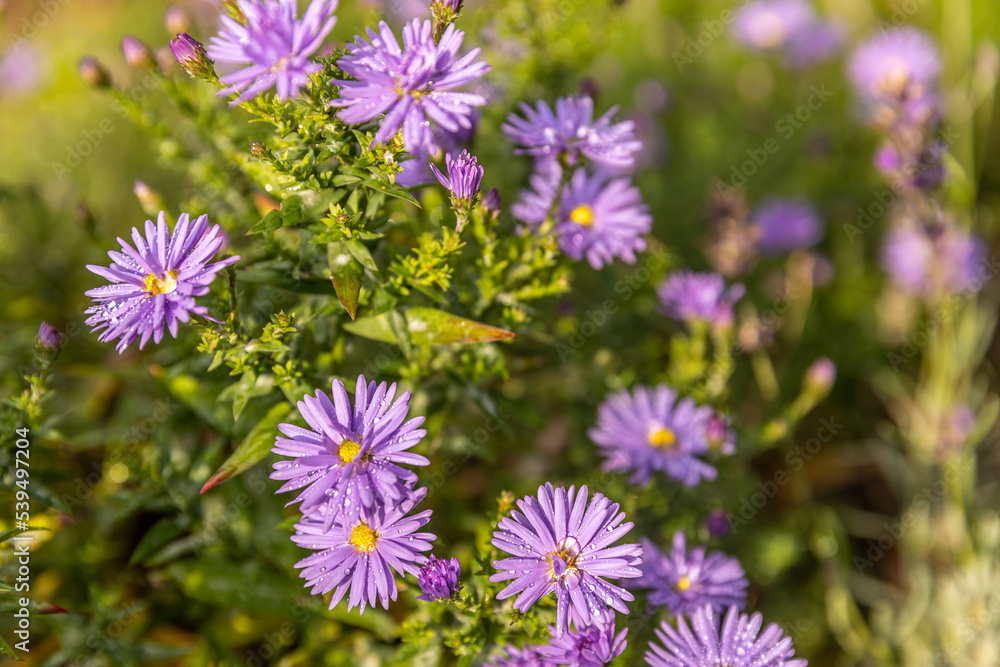 Fototapeta premium Wiese mit blühenden Blumen und Insekten im Herbst