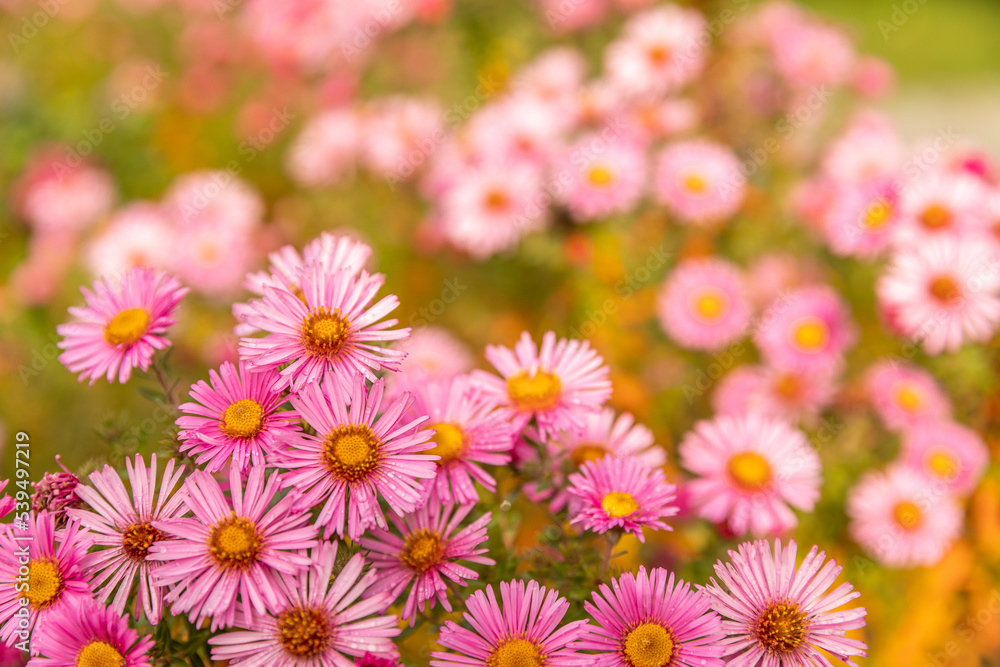 Wiese mit blühenden Blumen und Insekten im Herbst