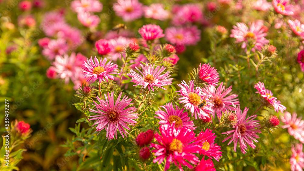 Wiese mit blühenden Blumen und Insekten im Herbst Wiese mit blühenden Blumen und Insekten im Herbst