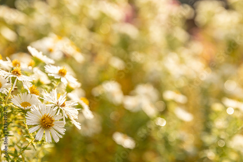 Wiese mit blühenden Blumen und Insekten im Herbst © FGWDesign
