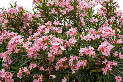 Beautiful blooming oleander flower in the park